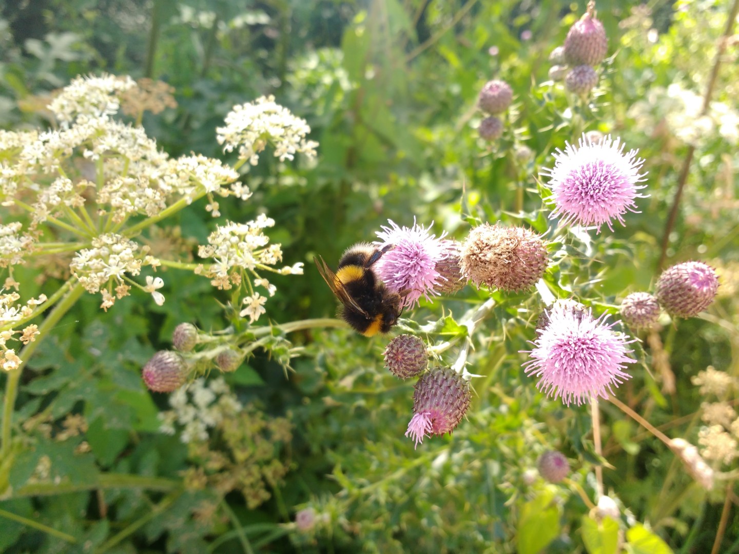 IMG_20170709_141509315