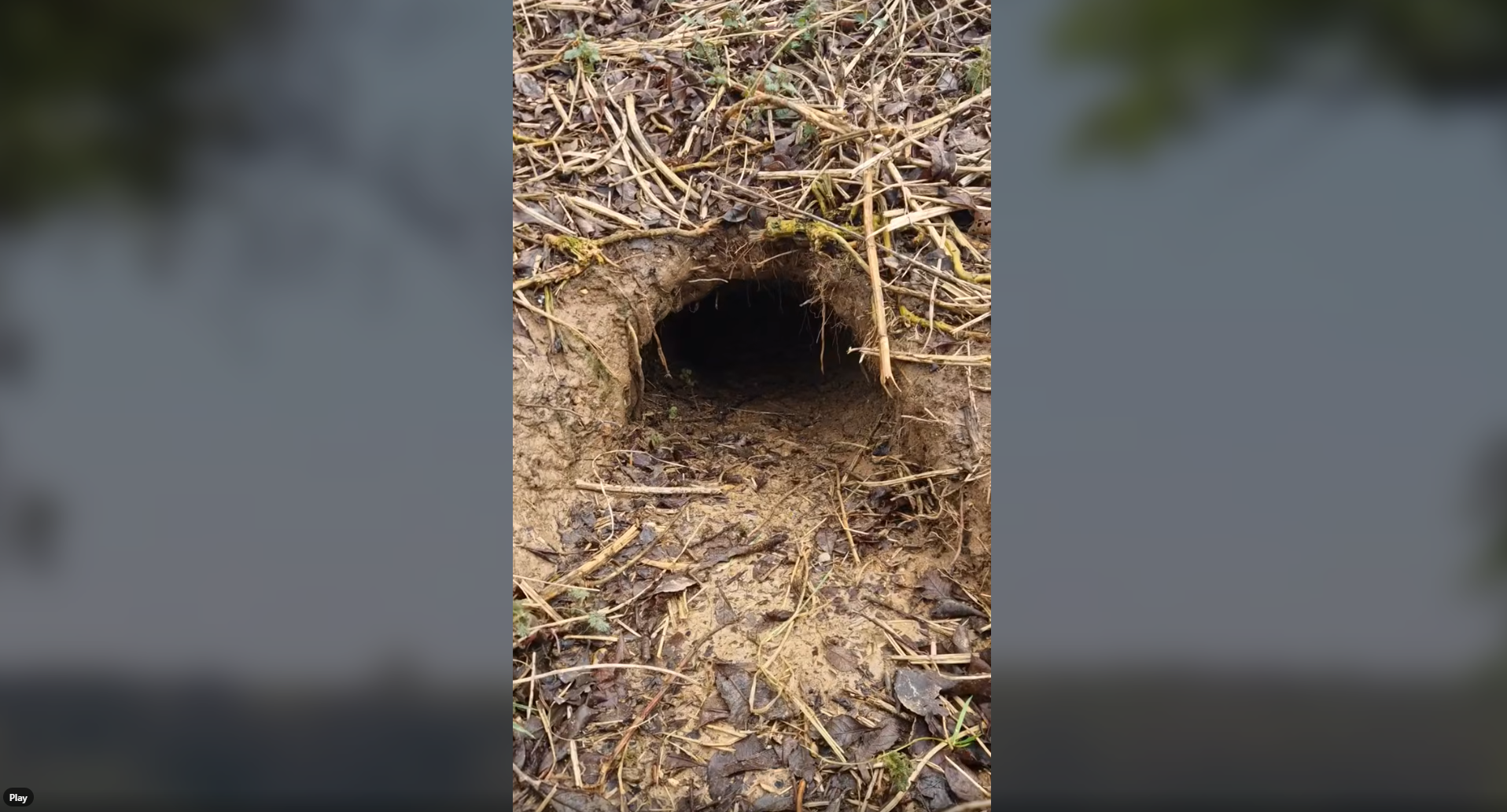 badger-survey-screenshot