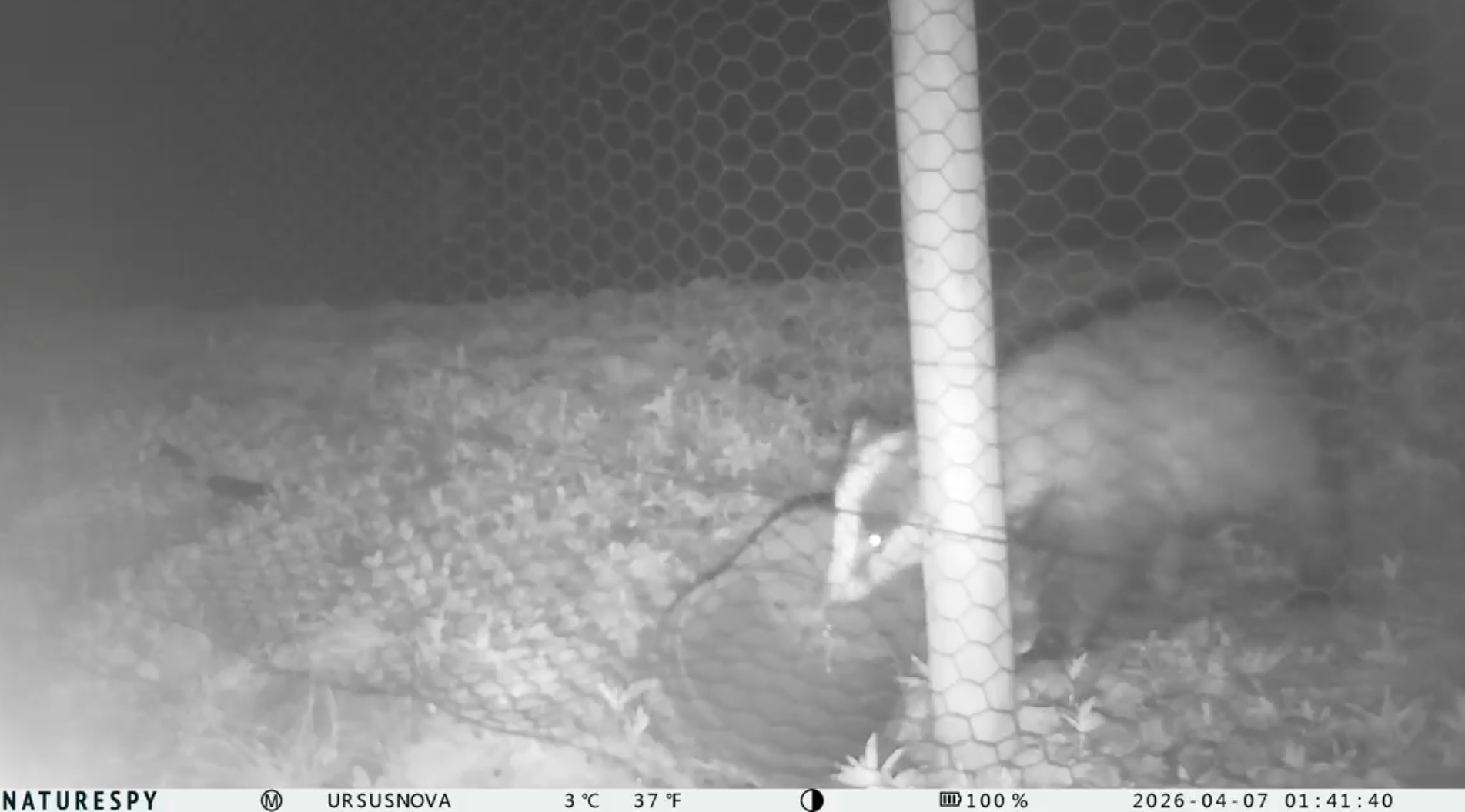 Footage of badger playing with an empty plant pot