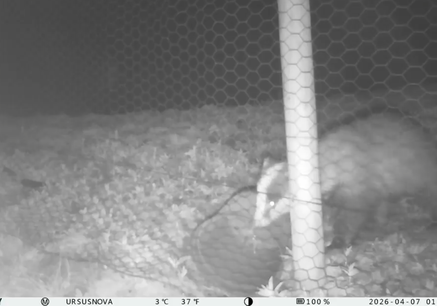 Footage of badger playing with an empty plant pot