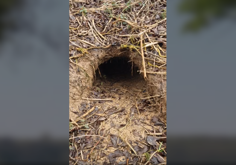 badger-survey-screenshot