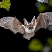 bats-of-the-uk