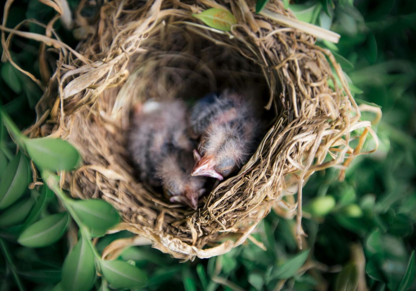 pexels-42north-1287828